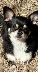 Lost Male Dog last seen Perth and Byers Common Dr, Mooresville, NC 28117