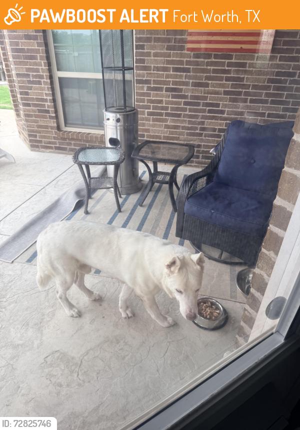 Found/Stray Male Dog last seen Cromwell Marine Creek and Marine Creek Pkwy, Fort Worth, TX 76179