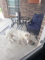 Found/Stray Male Dog last seen Cromwell Marine Creek and Marine Creek Pkwy, Fort Worth, TX 76179
