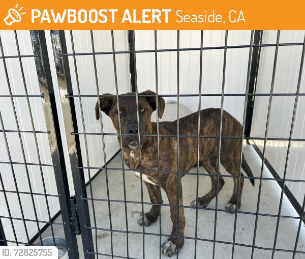 Found/Stray Male Dog last seen Terrace  , Seaside, CA 93955