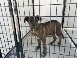 Found/Stray Male Dog last seen Terrace  , Seaside, CA 93955