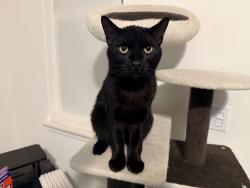 Lost Male Cat last seen Jeffrey pine lane and Sierra pine way , Rocklin, CA 95677