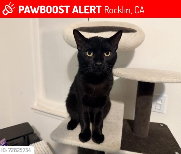 Lost Male Cat last seen Jeffrey pine lane and Sierra pine way , Rocklin, CA 95677
