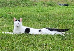 Lost Male Cat last seen Encino ests , Dayton, TX 77535
