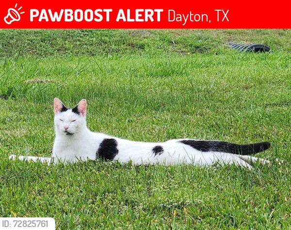 Lost Male Cat last seen Encino ests , Dayton, TX 77535