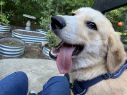 Found/Stray Male Dog last seen Conasauga River, Murray County, GA 30705