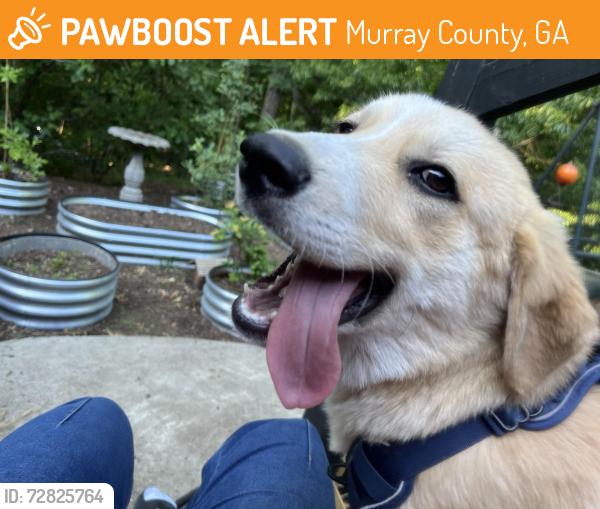 Found/Stray Male Dog last seen Conasauga River, Murray County, GA 30705