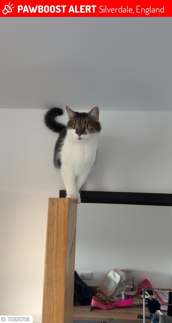 Lost Male Cat last seen Silverdale cricket club, Silverdale, England 