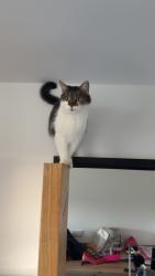 Lost Male Cat last seen Silverdale cricket club, Silverdale, England 