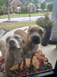 Found/Stray Unknown Dog last seen Rosewood circle, Douglasville, GA 30134