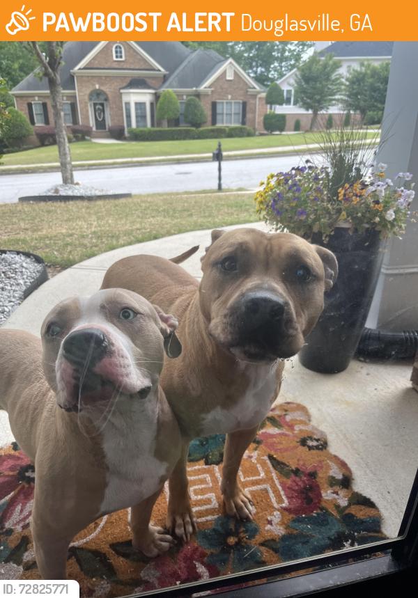 Found/Stray Unknown Dog last seen Rosewood circle, Douglasville, GA 30134