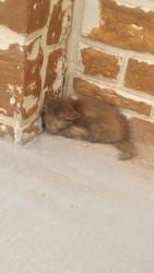 Found/Stray Unknown Cat last seen Pebbles hills, El Paso, TX 79938