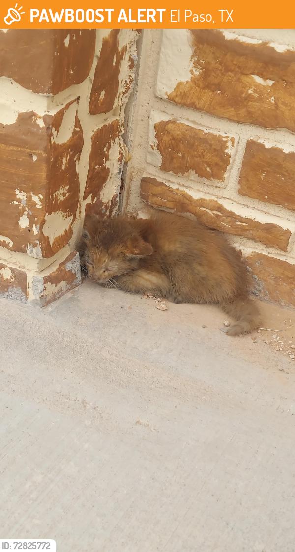 Found/Stray Unknown Cat last seen Pebbles hills, El Paso, TX 79938