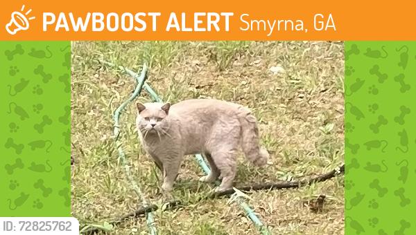 Found/Stray Male Cat last seen North Cooper Lake Road and Silver Comet Trail, Smyrna, GA 30082