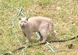 Found/Stray Male Cat last seen North Cooper Lake Road and Silver Comet Trail, Smyrna, GA 30082