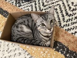 Lost Male Cat last seen Koloa Street and Hunakai, Honolulu, HI 96816
