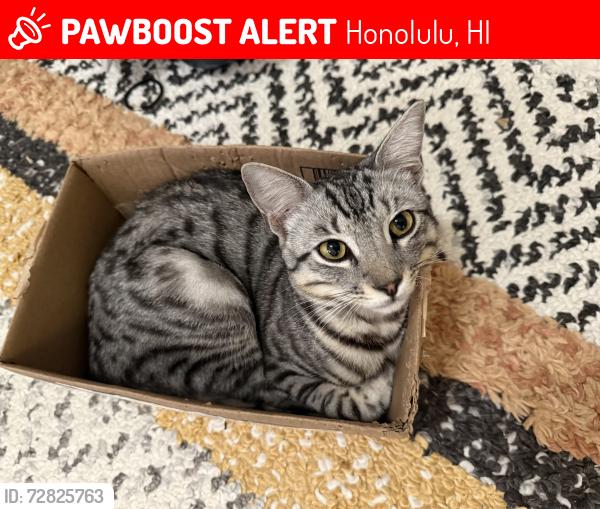 Lost Male Cat last seen Koloa Street and Hunakai, Honolulu, HI 96816