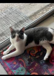 Reunited Male Cat last seen Near meadow hill converse tx 78109 , Converse, TX 78109