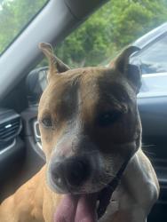 Found/Stray Female Dog last seen Allendale circle rock hill sc 29732, Rock Hill, SC 29732