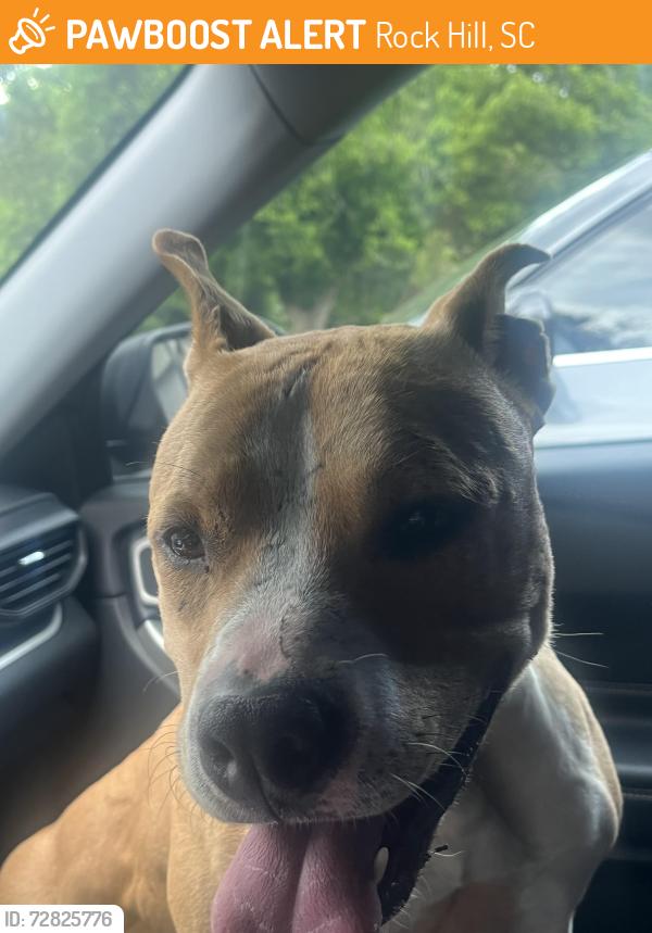 Found/Stray Female Dog last seen Allendale circle rock hill sc 29732, Rock Hill, SC 29732