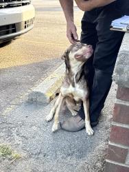 Found/Stray Female Dog last seen Spanset, Sanford, NC 27332