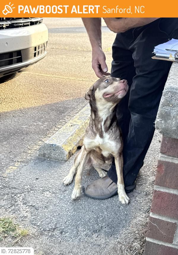 Found/Stray Female Dog last seen Spanset, Sanford, NC 27332
