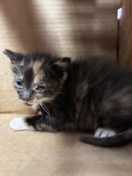 Shelter Stray Female Cat last seen El Paso, TX 79932, Fort Bliss, TX 79906