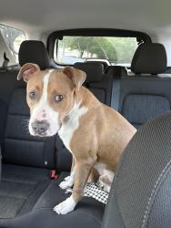 Found/Stray Male Dog last seen Mopac and ewood springs , Austin, TX 78759