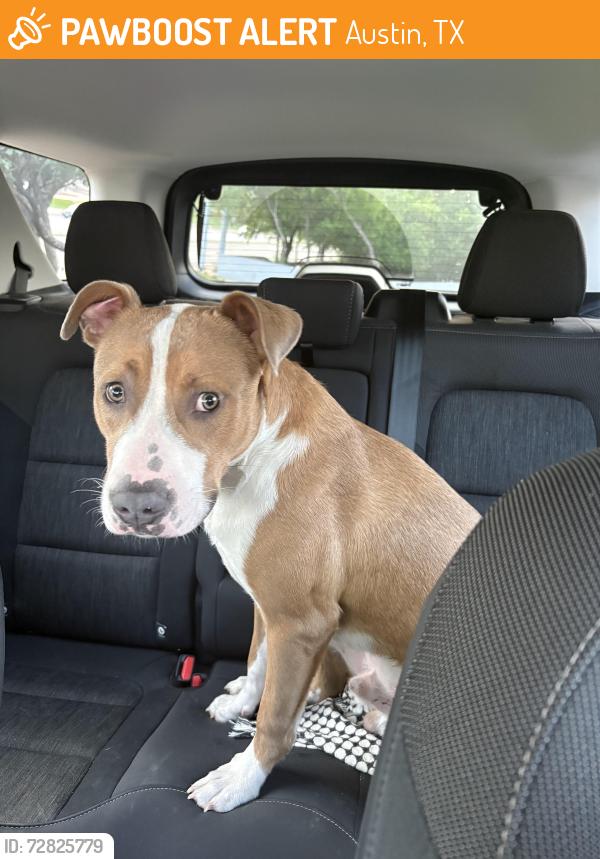 Found/Stray Male Dog last seen Mopac and ewood springs , Austin, TX 78759