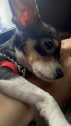 Lost Male Dog last seen Southiside lions park, San Antonio, TX 78223