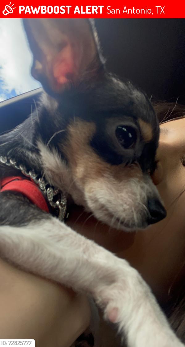 Lost Male Dog last seen Southiside lions park, San Antonio, TX 78223