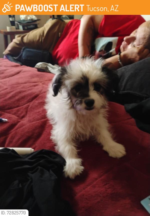 Found/Stray Female Dog last seen On mission and Ajo, Tucson, AZ 85713