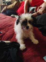 Found/Stray Female Dog last seen On mission and Ajo, Tucson, AZ 85713