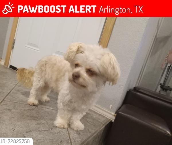 Lost Male Dog last seen Tennessee & Sublett, Arlington, TX 76017