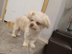Lost Male Dog last seen Tennessee & Sublett, Arlington, TX 76017