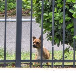 Found/Stray Unknown Dog last seen Wiley and Belvoir Avenue, East Ridge, TN 37412