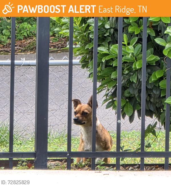Found/Stray Unknown Dog last seen Wiley and Belvoir Avenue, East Ridge, TN 37412