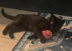 Lost Female Cat last seen 10th Street , Reading, PA 19604