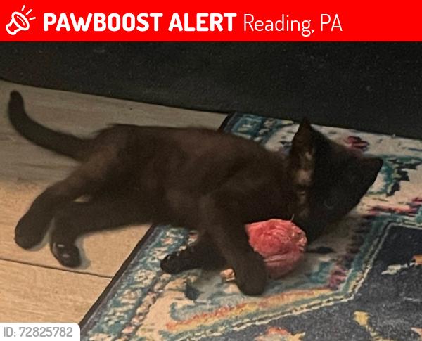 Lost Female Cat last seen 10th Street , Reading, PA 19604