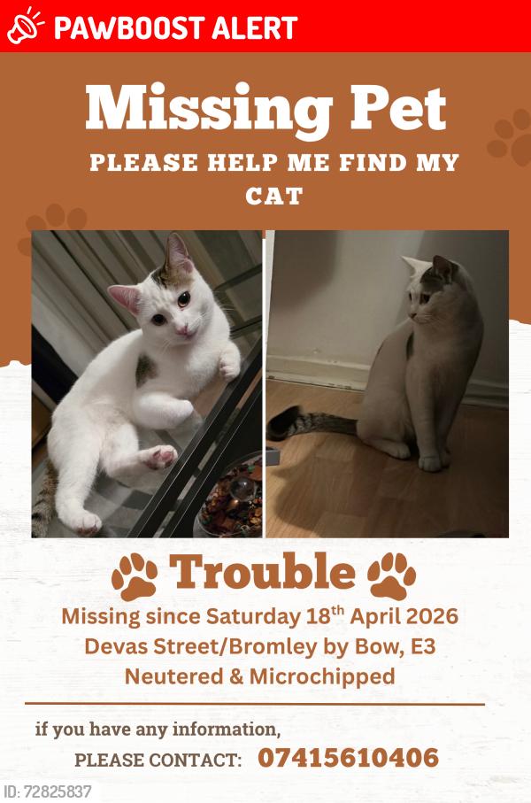 Lost Male Cat last seen Devas Street E3 , Greater London, England 