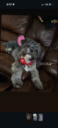 Lost Female Dog last seen Near E Dallas Mansfield’s 76063, Mansfield, TX 76063