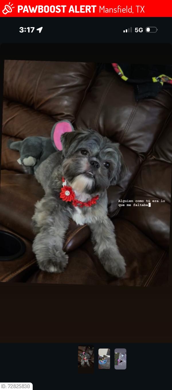 Lost Female Dog last seen Near E Dallas Mansfield’s 76063, Mansfield, TX 76063