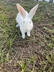 Lost Female Rabbit last seen Hancock and 21st ave, Cape Coral, FL 33909