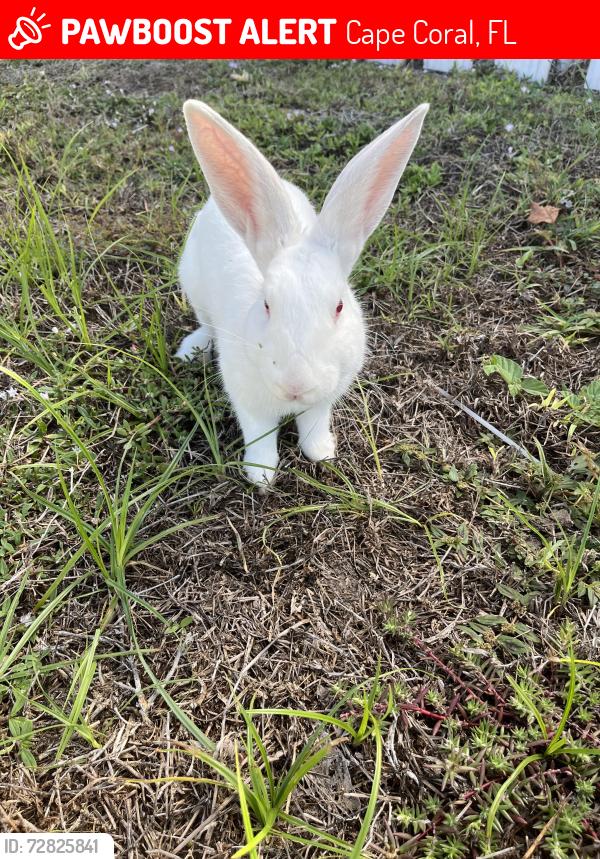 Lost Female Rabbit last seen Hancock and 21st ave, Cape Coral, FL 33909