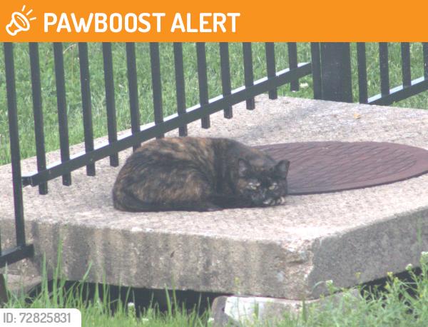 Found/Stray Unknown Cat last seen Teresa Fields Lane Near HWY N in LSTL, Lake Saint Louis, MO 63367