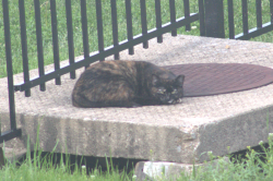 Found/Stray Unknown Cat last seen Teresa Fields Lane Near HWY N in LSTL, Lake Saint Louis, MO 63367