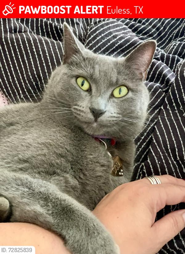 Lost Female Cat last seen Windward Way & Sheppard Dr, Euless, TX 76040