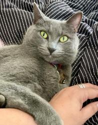 Lost Female Cat last seen Windward Way & Sheppard Dr, Euless, TX 76040