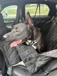 Found/Stray Male Dog last seen NW 22nd St and NW 5th Ave, Miami, FL 33127