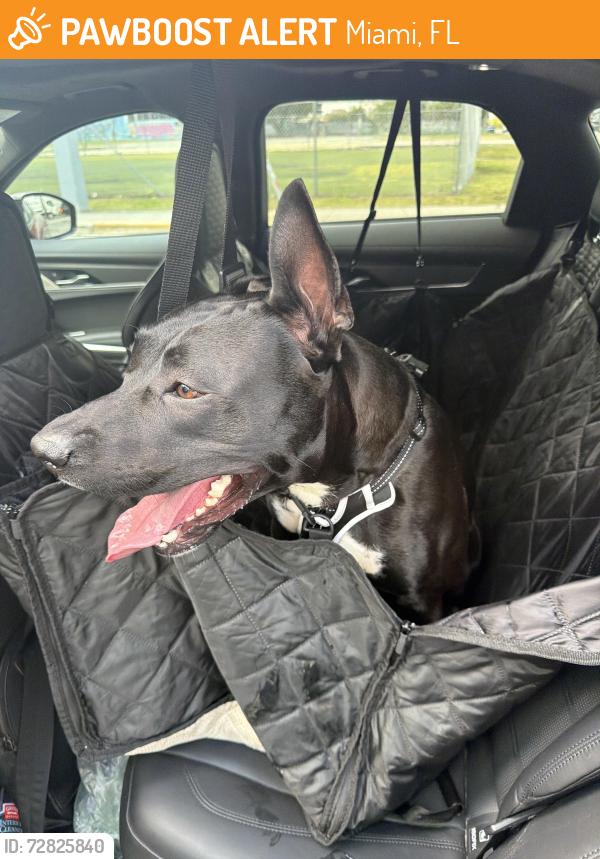 Found/Stray Male Dog last seen NW 22nd St and NW 5th Ave, Miami, FL 33127